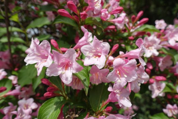 Weigela Pruning Service in Lehi