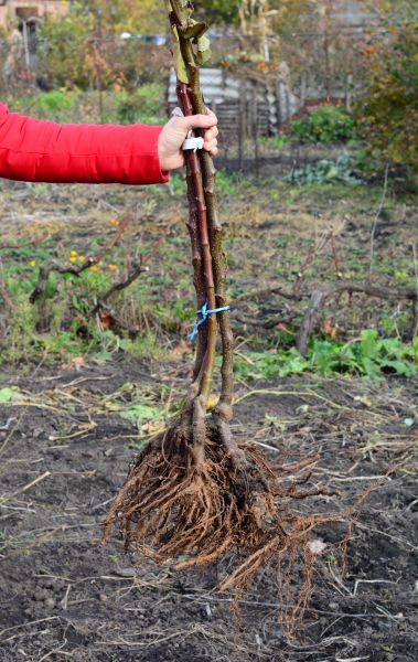 Shrub Root Removal in Lehi