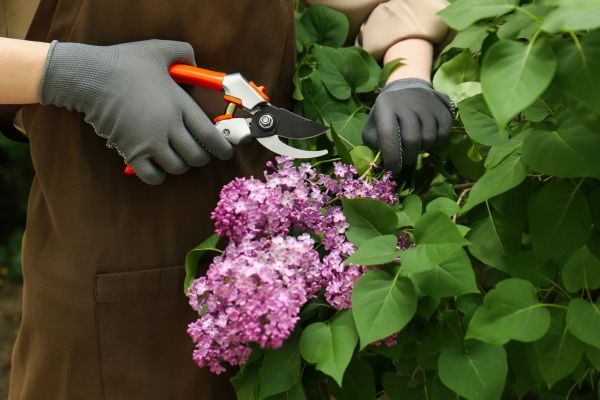 Lilac Pruning Service in Lehi