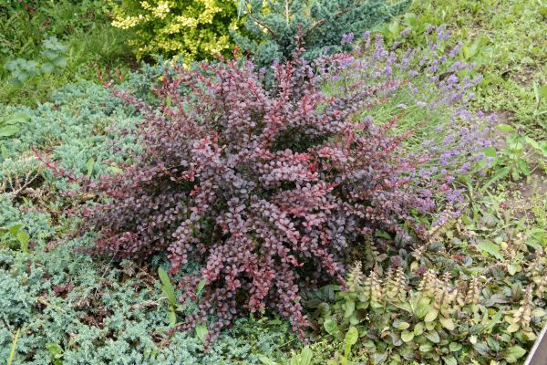 Japanese Barberry Removal in Lehi