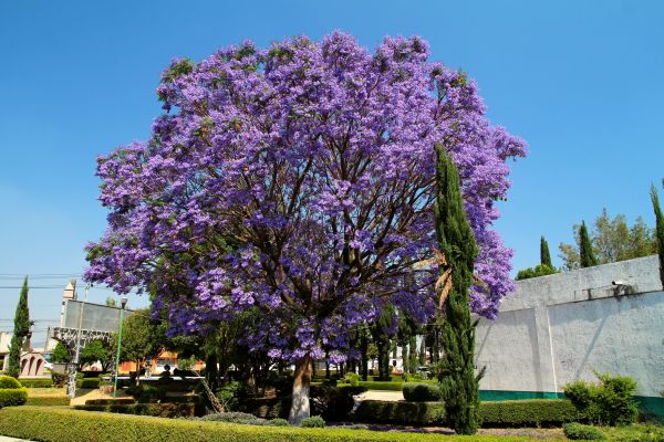Jacaranda Pruning in Lehi