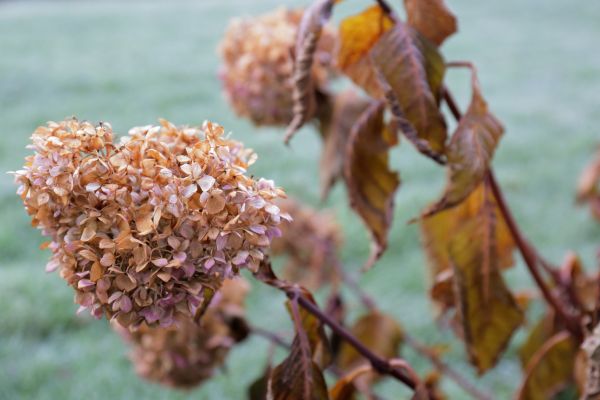 Hydrangea Removal in Lehi