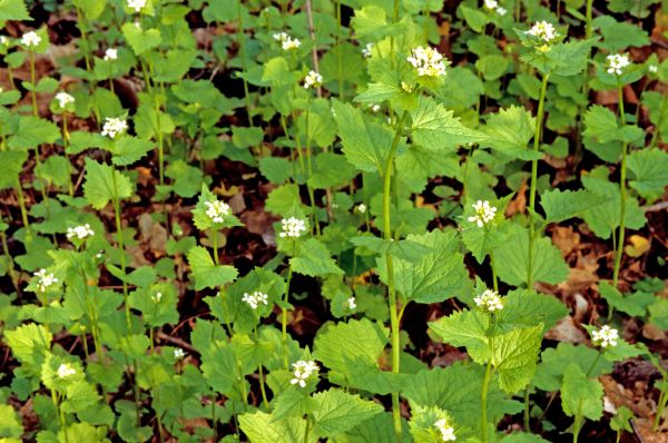 Garlic Mustard Removal in Lehi