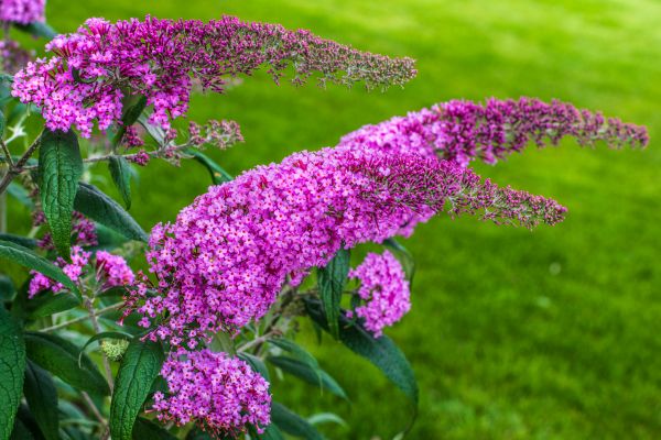 Butterfly Bush Removal in Lehi