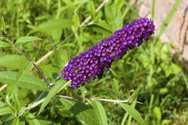 Butterfly Bush Pruning in Lehi