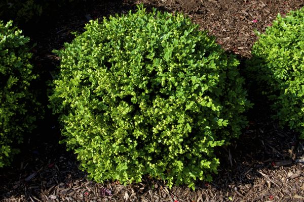 Boxwood Removal in Lehi