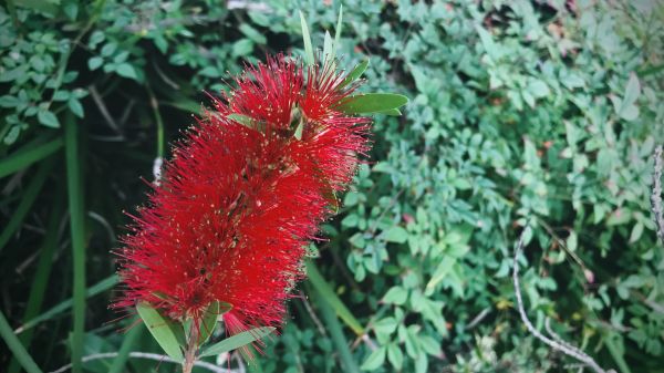 Bottlebrush Pruning in Lehi