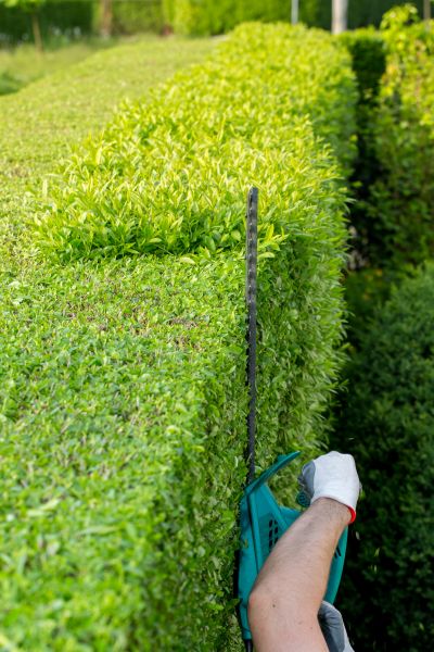 Hedge Trimming in Lehi